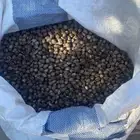 بذور يسر