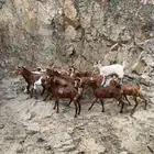 عنقان تربية