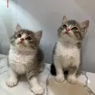 قطط شيرازي للتبني