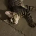 قطط قطة للتبني