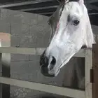 مهره شعبيه للبيع