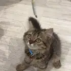 قطه للتبني