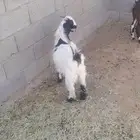 تيس عارضي للبيع بالمدينة المنورة