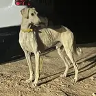 سلوقي للبيع
