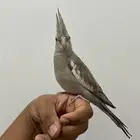 للبيع فرخ كروان هولندي نهايه غر محجل تم البيع