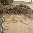 سعف نخل جريد كميه كثيره