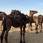 حشو للبيع مفاريد طيبة