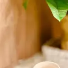 القهوه بالمذاق السعودي