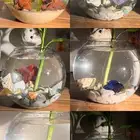 سمك الفايتر فازه احجار وصدف نبتة البامبو اكل ب 40 ريال