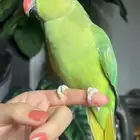 للبيع ببغاء الدرة الأليف لعوب ومناسب للأطفال