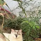 بساس