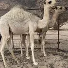 قعود وبكره البيع