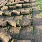 نجيل طبيعي