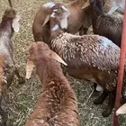 سواكن مرباه