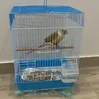 كنيور اناناس