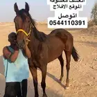 سلام عليكم البيع فرس