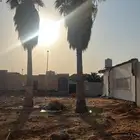 نخل امريكي للبيع