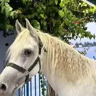 اسطبل الكوند للايجار اليومي و الايواء
