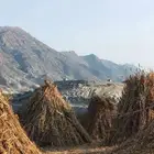 قصب للبيع مراميد او مزاويم