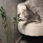 قطه