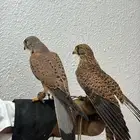 طير بأشق للبيع