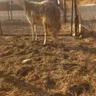 نعجة رباع صنف الصنف حرشى