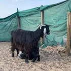 عنز والد حدرها تيس طيبه وجرمها طيب