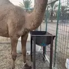 قعود حق اصفر للبيع