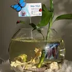 سمكة الفايتر