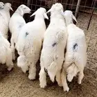 طليان حري