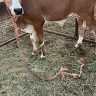 حسيل بلدي