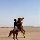 حصان أبل للبيع