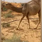 بكرة مفرودة دبيانية