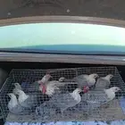 دجاج فيومي للبيع علا السوم