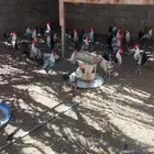 ديك