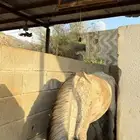 خيل شعبي اسم صاهود