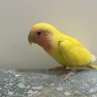 فرخ روز للبيع