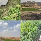 برسيم وادي عياء بلدي