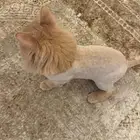 تبي ضروري ذكر معقم عمره 3 ونص معه كرت تطعيم