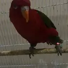 ببغاء لوري شاترنج للبيع