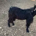 نعجه وتيس