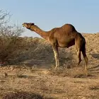 ناقه حمراء عكشاء