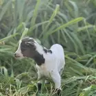 تيس قزمي للبيع