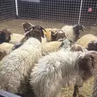 طليان نعيم كفو