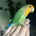 للبيع ببغاء الروز الأليف