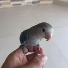 طير روز اليف جدااا