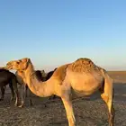 للبيع نياق عشاير