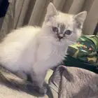 قطه سكوتش هملايا