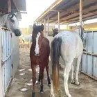 فرس جزيريه واهو معها مهره