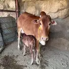 بقره خلفه